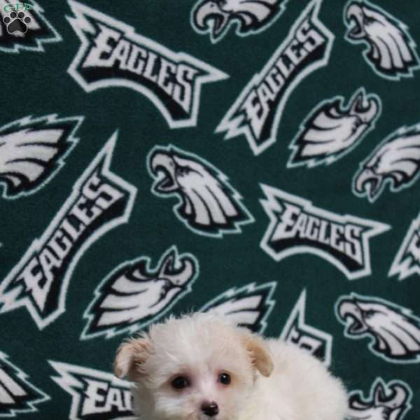 Odera, Maltipoo Puppy